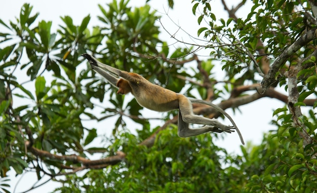 Proboscis monkey is jumping from tree to tree in the jungle. indonesia. the island of borneo. kalimantan