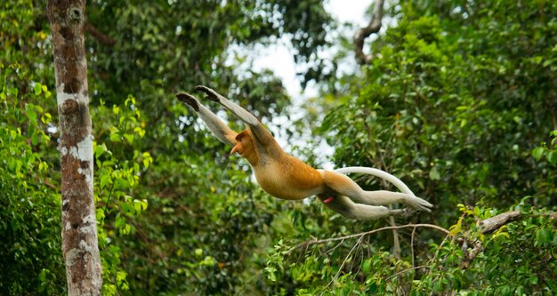 Обезьяна-хоботок прыгает с дерева на дерево в джунглях. Индонезия. Остров Борнео. Калимантан.