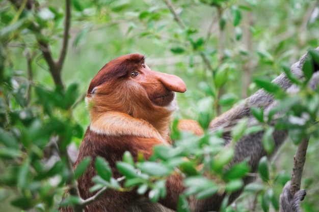 Proboscis monkey long nosed