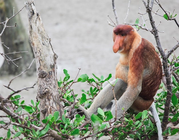 Proboscis monkey long nosed