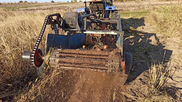 Process of digging fresh organic potatoes vegetable in field on soil