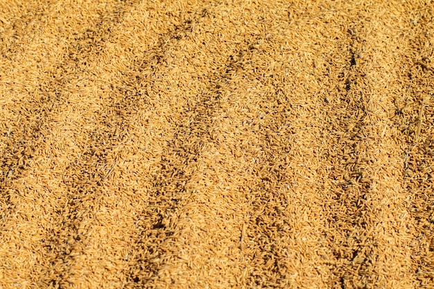 Процесс сушки семян риса открытый солнечный свет
