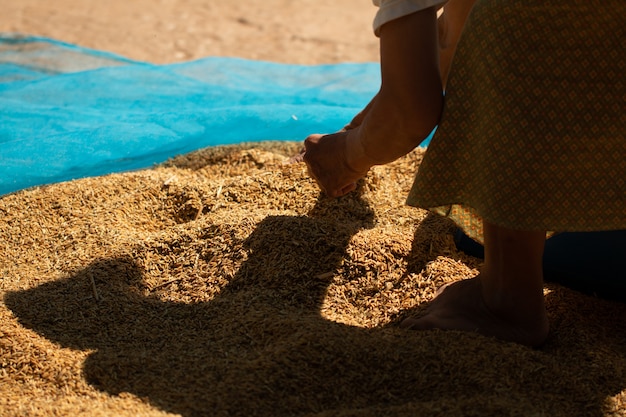 Process drying rice seed outdoor sun light