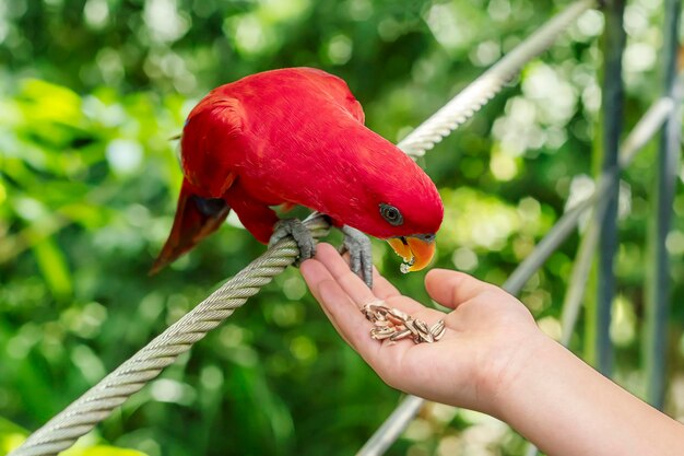 The process of feeding a parrot Women's outstretched hand with food for the parrot