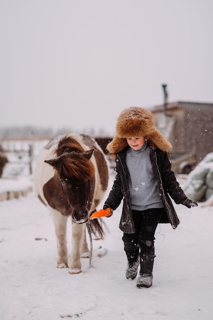 The process of feeding a pony among the stable yard 3117