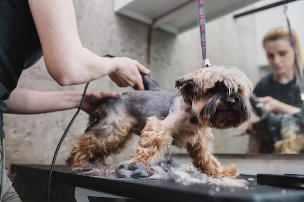 Process of final shearing of a dogs hair with scissors muzzle of a dog view high quality photo