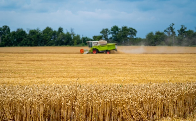 Process of gathering ripe crop from the fields Special technic in field Modern machinery in gold wheat Cereal or wheat gathering Heavy machinery