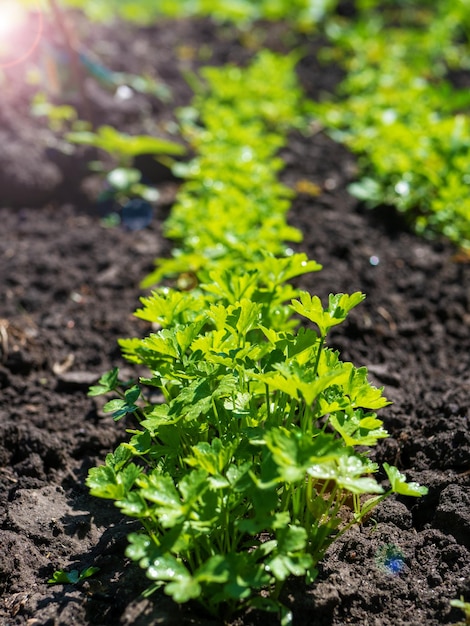 The process of growing cilantro coriander in the open field Organic cultivation in the garden