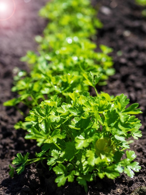 Process of growing cilantro coriander Young cilantro coriander open field Organic cultivation garden