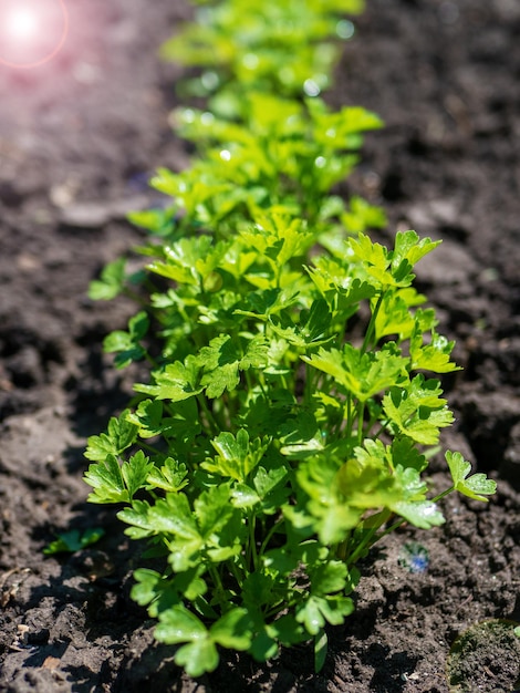 the process of growing cilantro coriander young cilantro coriander in open field organic cultivation