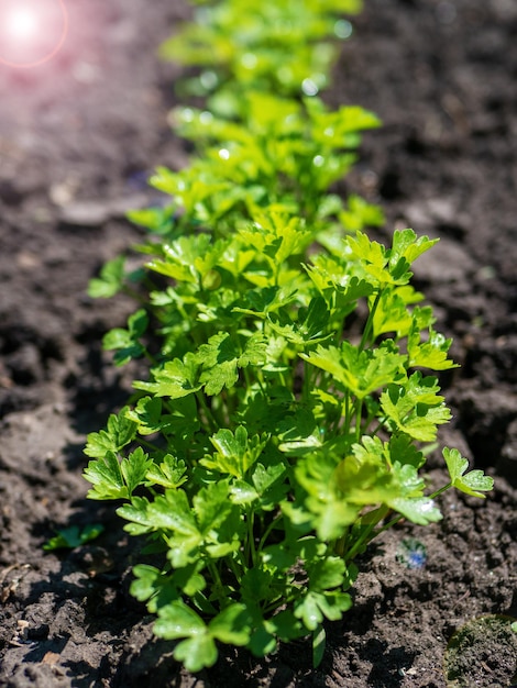 The process of growing cilantro coriander Young cilantro coriander in open field Organic cultivation