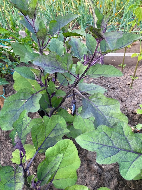 the process of growing eggplant in the garden