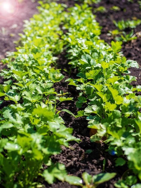 The process of growing parsley Young parsley in the open field Organic cultivation in the garden