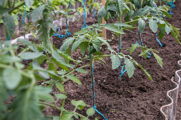 The process of growing tomatoes in a greenhouse