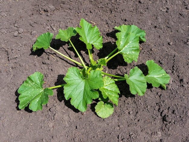 The process of growing zucchini Young zucchini in the open field Organic cultivation in the garden