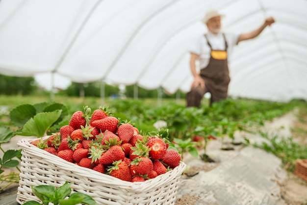 Process harvesting ripe strawberry in greenhouse