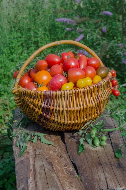 Process of harvesting tomatoes Harvesting organic tomatoes in greenhouse Many different tomato in summer day