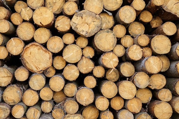 Process of logging coniferous trees