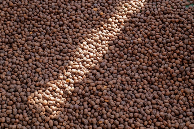 The process of making coffee beans dry by using sunlight