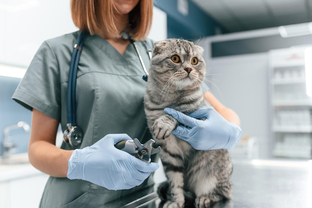 Фото Процесс резки ногтей на лапах шотландской кошки в ветеринарной клинике с врачом-женщиной