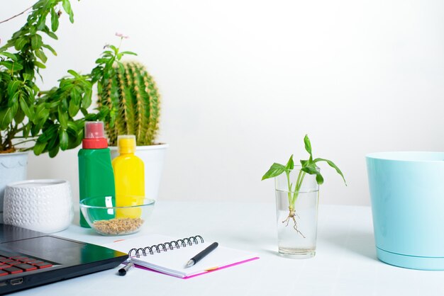 process of planting a potted flower in a pot for germination at home . polesitter for irrigation