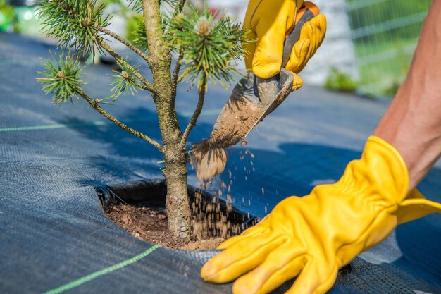 The process of planting a seedling of an coniferous evergreen tree during landscaping the garden