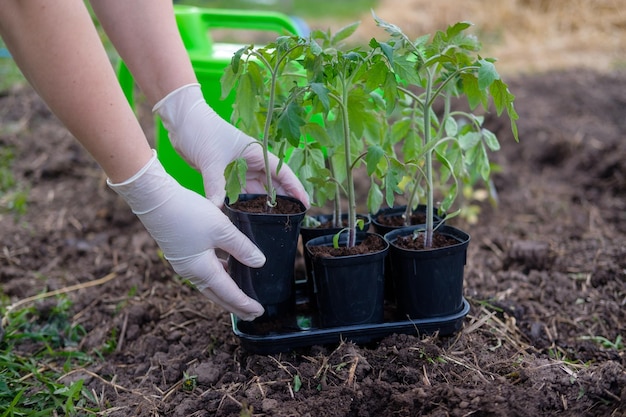 Il processo di piantare piantine di pomodoro in piena terra