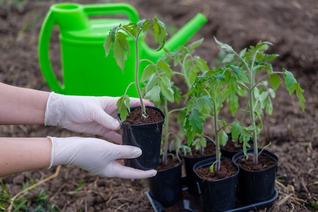 Il processo di piantare piantine di pomodoro in piena terra