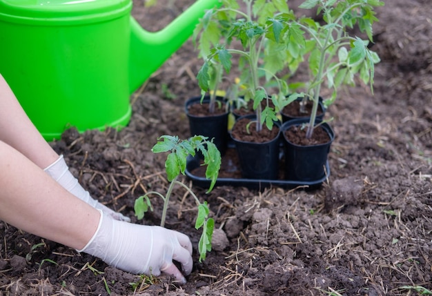 Photo the process of planting tomato seedlings in the open ground