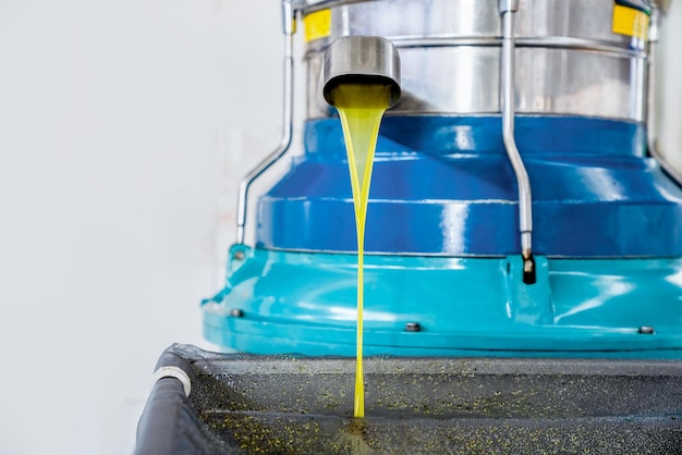 Process of producing fresh olive oil of first pressing at factory, oil pours from tap of spin machin