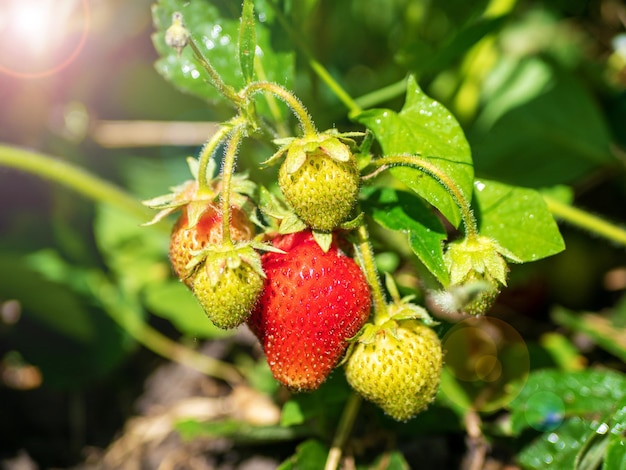 The process of ripening homemade strawberries The beginning of the season