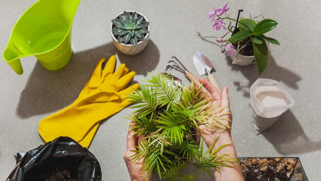 The process of transplanting a houseplant Chamaedorea elegans into a spacious pot. Women's hands take care of home plants. Top view flat lay