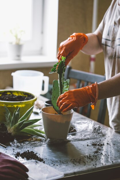 the process of transplanting indoor plants