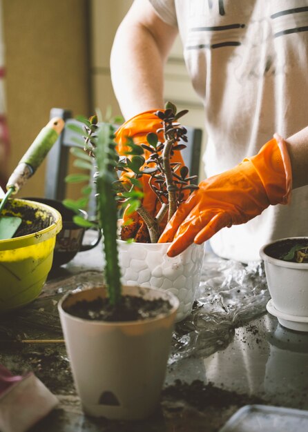 the process of transplanting indoor plants