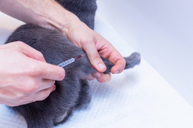 The process of vaccination, medical injection of a cat with a syringe