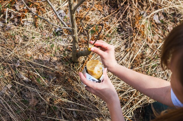 Processing of garden graft apple trees in spring