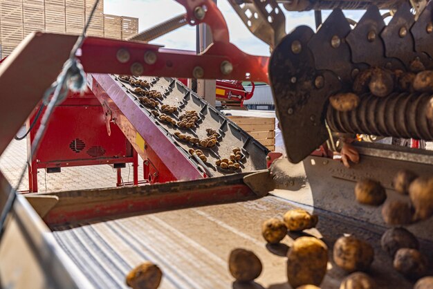 Processing of potatoes