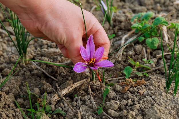 processing of saffron beautiful purple in a field