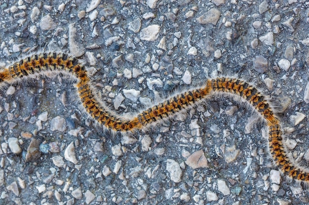 危険な昆虫の害虫駆除の松の行列の幼虫の概念の行列