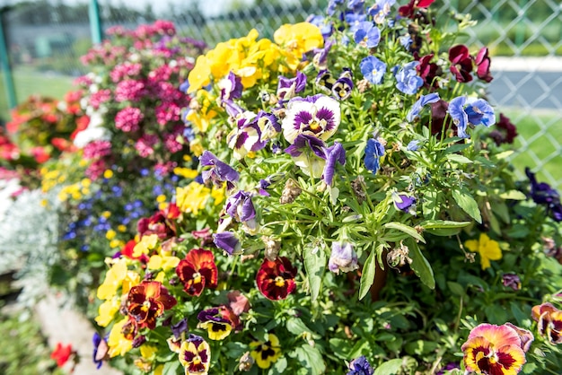 Productie veel kleurrijke bloemen planten in een kas te koop.