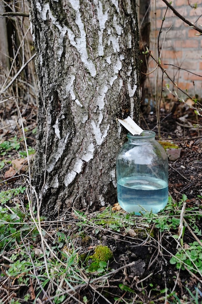 Production of birch sap