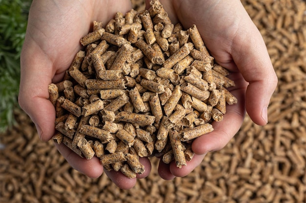 Production of wood pellets A type of wood fuel