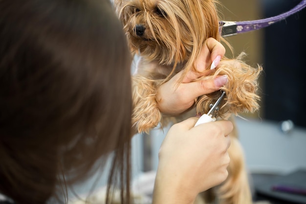 Professional animal groomer specialist cuts dogs nails with clipper scissors in vet clinic