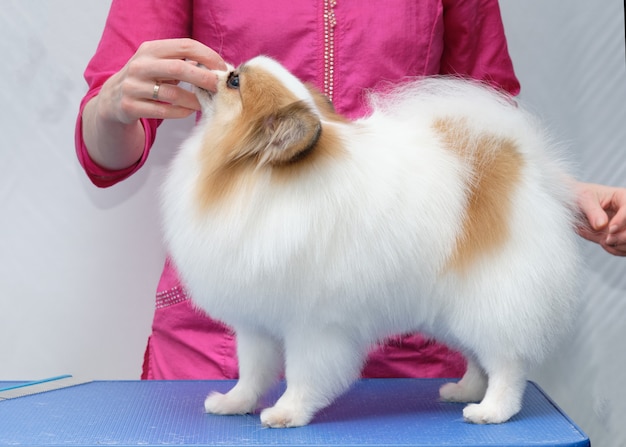 Professional care of a dog in a specialized salon. The groomer fixes the dog by the muzzle.