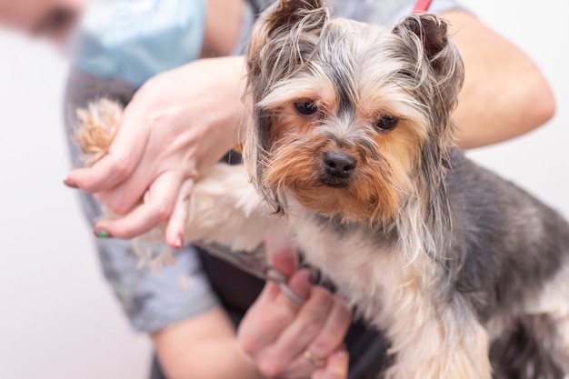 Professional cares for a dog in a specialized salon. Groomers holding tools at the hands.