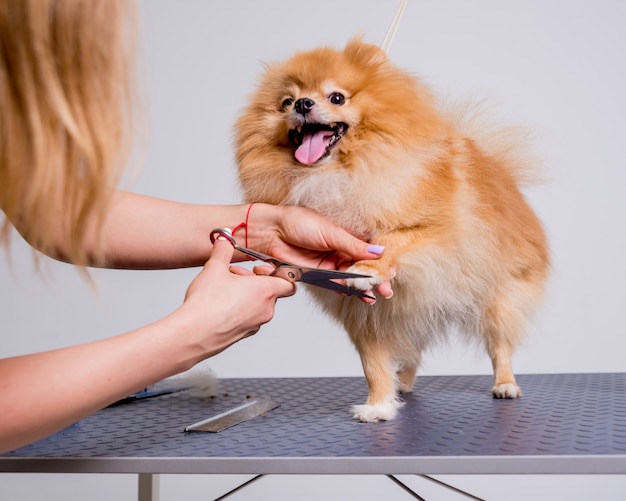 Professional cares for a dog in a specialized salon