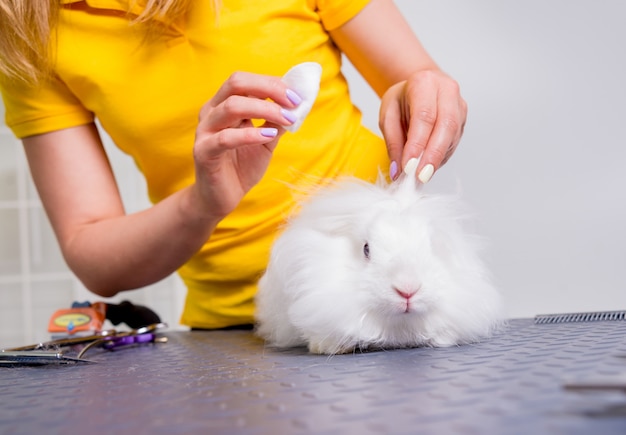 Professional cares for a rabbit in a specialized salon