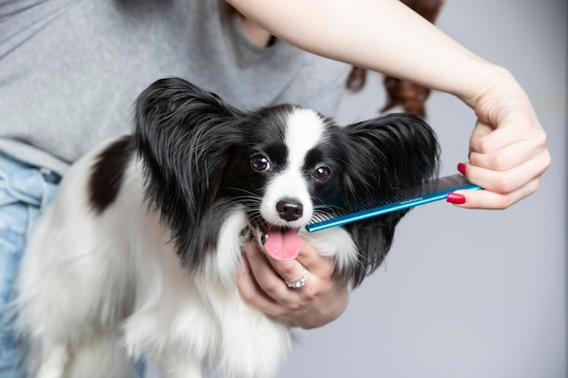 Professional dog care Papillon combed