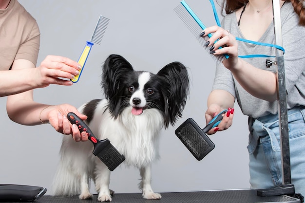 Professional dog care in a specialized salon