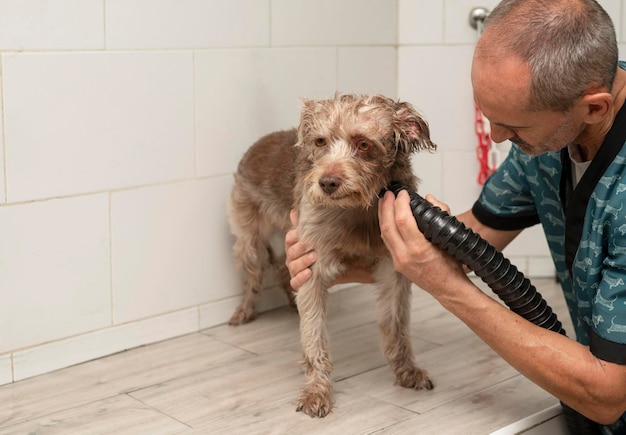 Professional dog groomer drying a dog39s hair in the grooming\
salon